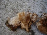 Abortiporus biennis image