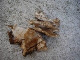Abortiporus biennis image
