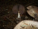 Agaricus silvaticus image