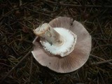 Agaricus silvaticus image