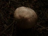 Agaricus silvaticus image