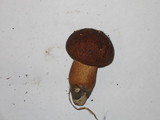 Boletus fibrillosus image