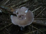 Amanita magnivolvata image