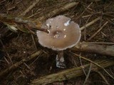 Amanita magnivolvata image
