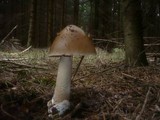 Amanita magnivolvata image