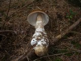 Amanita magnivolvata image