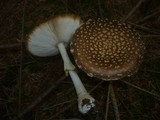 Amanita regalis image