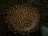 Amanita regalis image