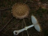 Amanita regalis image