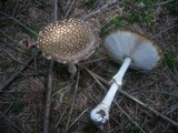 Amanita regalis image