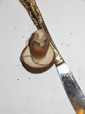 Boletus fibrillosus image