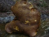 Boletus erythropus image