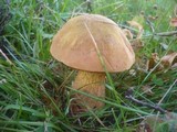 Boletus luridus image