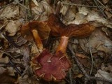 Cortinarius bolaris image