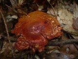 Cortinarius bolaris image