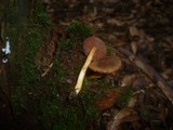 Cortinarius semisanguineus image