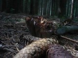 Gomphus clavatus image