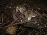Gomphus clavatus image