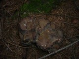 Gomphus clavatus image