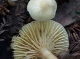 Cuphophyllus virgineus image