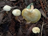 Cuphophyllus virgineus image
