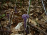Laccaria amethystina image