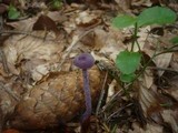 Laccaria amethystina image