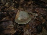 Lactarius blennius image