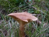 Lactarius helvus image