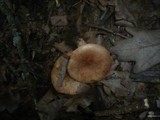Lactarius quietus image