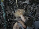 Lactarius quietus image