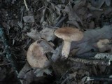 Lactarius quietus image