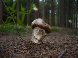 Leccinum vulpinum image