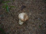 Leccinum vulpinum image