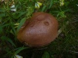 Leccinum vulpinum image