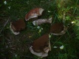 Leccinum vulpinum image
