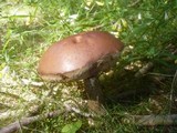 Leccinum vulpinum image