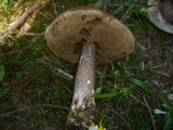 Leccinum vulpinum image