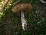 Leccinum vulpinum image