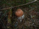 Leccinum vulpinum image