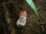 Leccinum vulpinum image