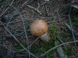 Leccinum vulpinum image