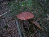Leccinum vulpinum image
