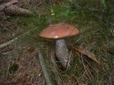 Leccinum vulpinum image