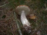 Leccinum vulpinum image