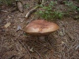 Leccinum vulpinum image