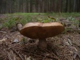 Leccinum vulpinum image
