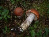 Leccinum vulpinum image