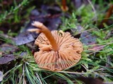 Descolea maculata image