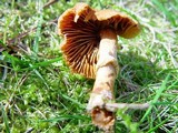 Descolea maculata image